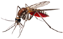 Fumigación de termitas en  san vicente ferrer